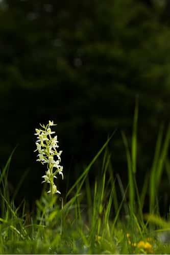 Greater butterfly-orchid Platanthera chlorantha, flowering in grassland, Warburg Nature Reserve, Oxfordshire, June