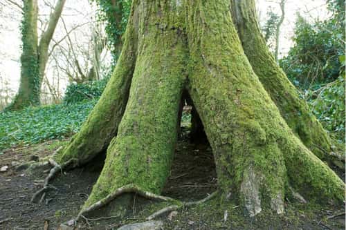 endunculate oak Quercus robur, mossy mature tree on shallow soil with support roots and hollow centre, Wye Valley, Monmouthshire, March