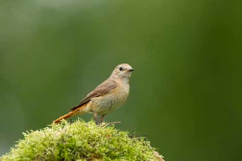 Redstart Phoenicurus phoenicurus, female standing on a old mossy covered stump, Cannock Chase, Cannock, Staffordshire, England, May