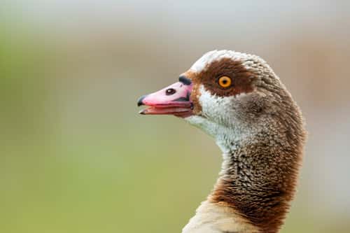 Egyptian goose Alopochen aegyptiaca, adult calling, London Wetland Centre, London, UK, November