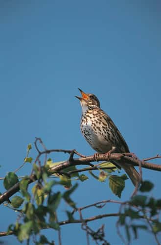 A song thrush singing whilst perched on a branch against a blue sky.