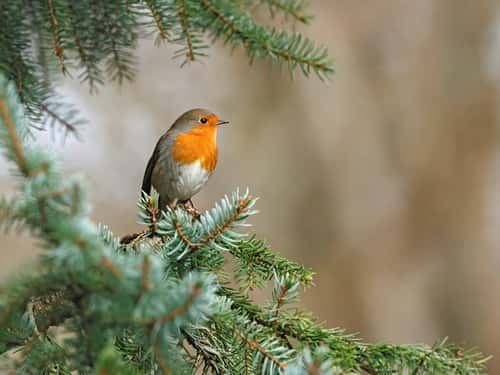 Robin Erithacus rubecula, perched pine tree, The Wirral, UK, December