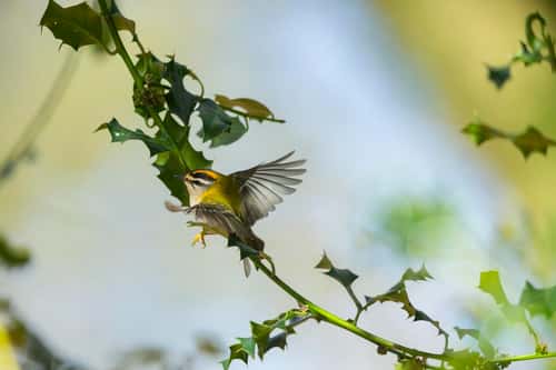 Firecrest Regulus ignicapilla, adult male, taking off from branch, New Forest, Hampshire, UK, March