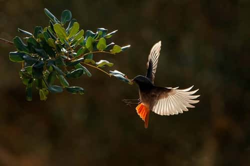Black redstart Phoenicurus ochruros, adult male removing insect from leaf, Spain, January