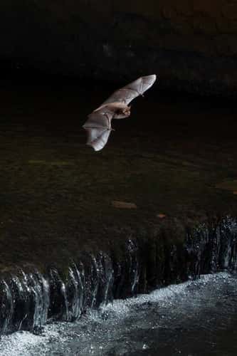 Daubenton's bat Myotis daubentonii, adult in flight over weir, UK, September