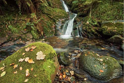 Stream and small waterfall in moss and fern covered habitat, Dhoon Glen, Isle of Man, September