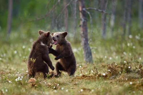 Eurasian brown bear Ursus arctos arctos, two cubs playfighting, Finland, June
