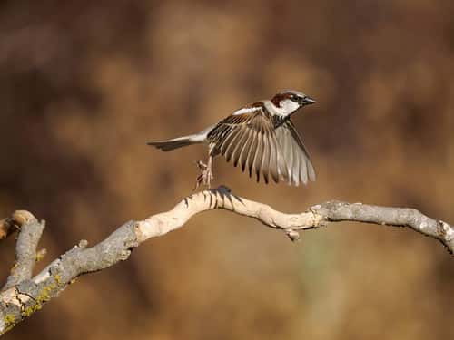 House sparrow Passer domesticus, single male in flight, Spain, June