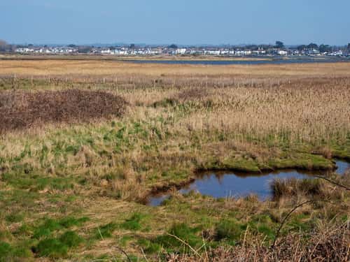 View across reedbeds to Stanpit Marsh Nature Reserve and Stanpit from the Stour Valley Way, Christchurch, Dorset, England, UK, March
