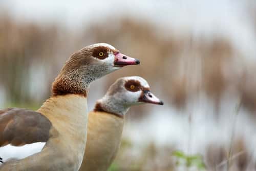Egyptian goose Alopochen aegyptiaca, pair, London Wetland Centre, London, UK, November
