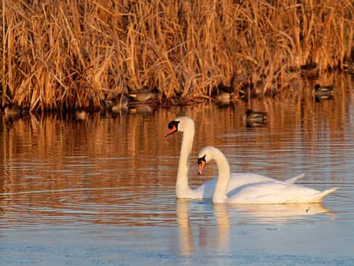 Mute swan Cygnus olor, pair swimming at sunset in a marshland pool, Catcott Lows National Nature Reserve, Somerset, December