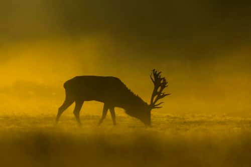 Red deer Cervus elaphus, stag grazing on misty morning, Richmond Park, Greater London, October