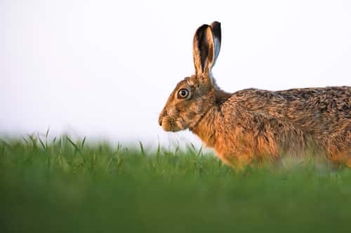 European hare Lepus europaeus, close up on low arable farmland, Hertfordshire, England, UK, March