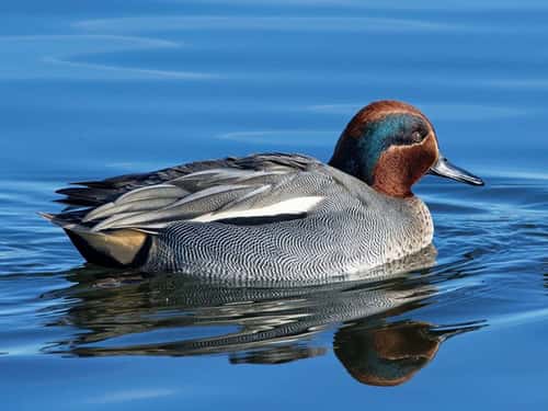 Common teal Anas crecca, drake swimming in a shallow lake, Gloucestershire, UK, January